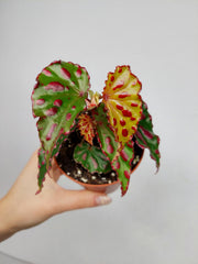 Begonia Pink Dottie