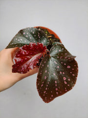 Begonia NoId