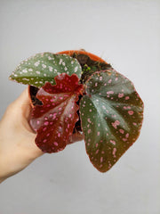 Begonia NoId