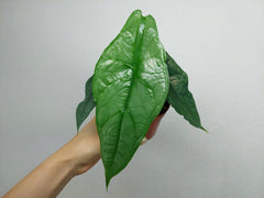 Alocasia Heterophylla Dragons Breath