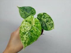 Alocasia Dragon Scale Mint