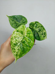 Alocasia Dragon Scale Mint