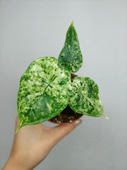 Alocasia Dragon Scale Mint