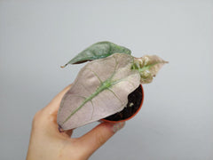 Alocasia Polly Variegata