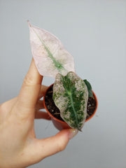 Alocasia Polly Variegata