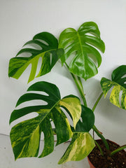 Monstera Aurea