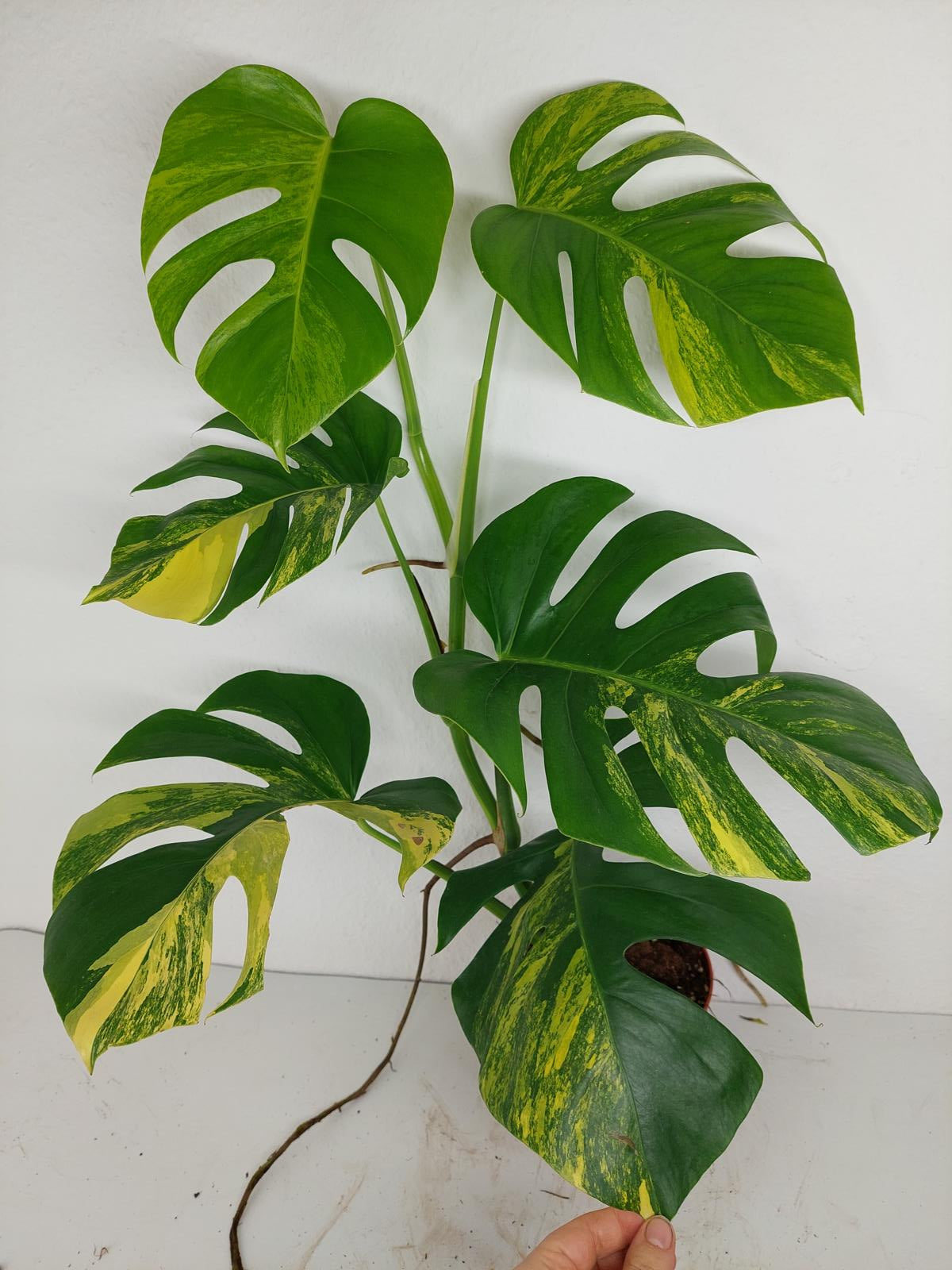 Monstera Aurea