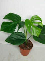 Monstera Sierrana Mexican Form