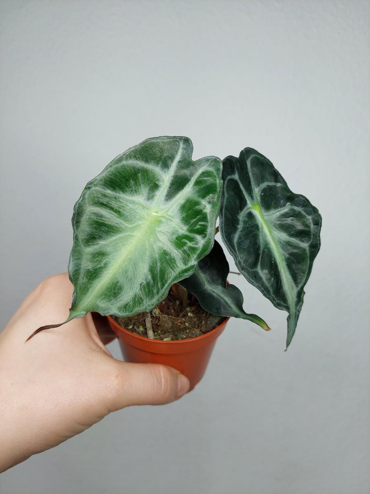 Alocasia Venom