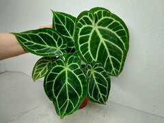 Anthurium Crystallinum Hybrid