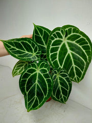 Anthurium Crystallinum Hybrid
