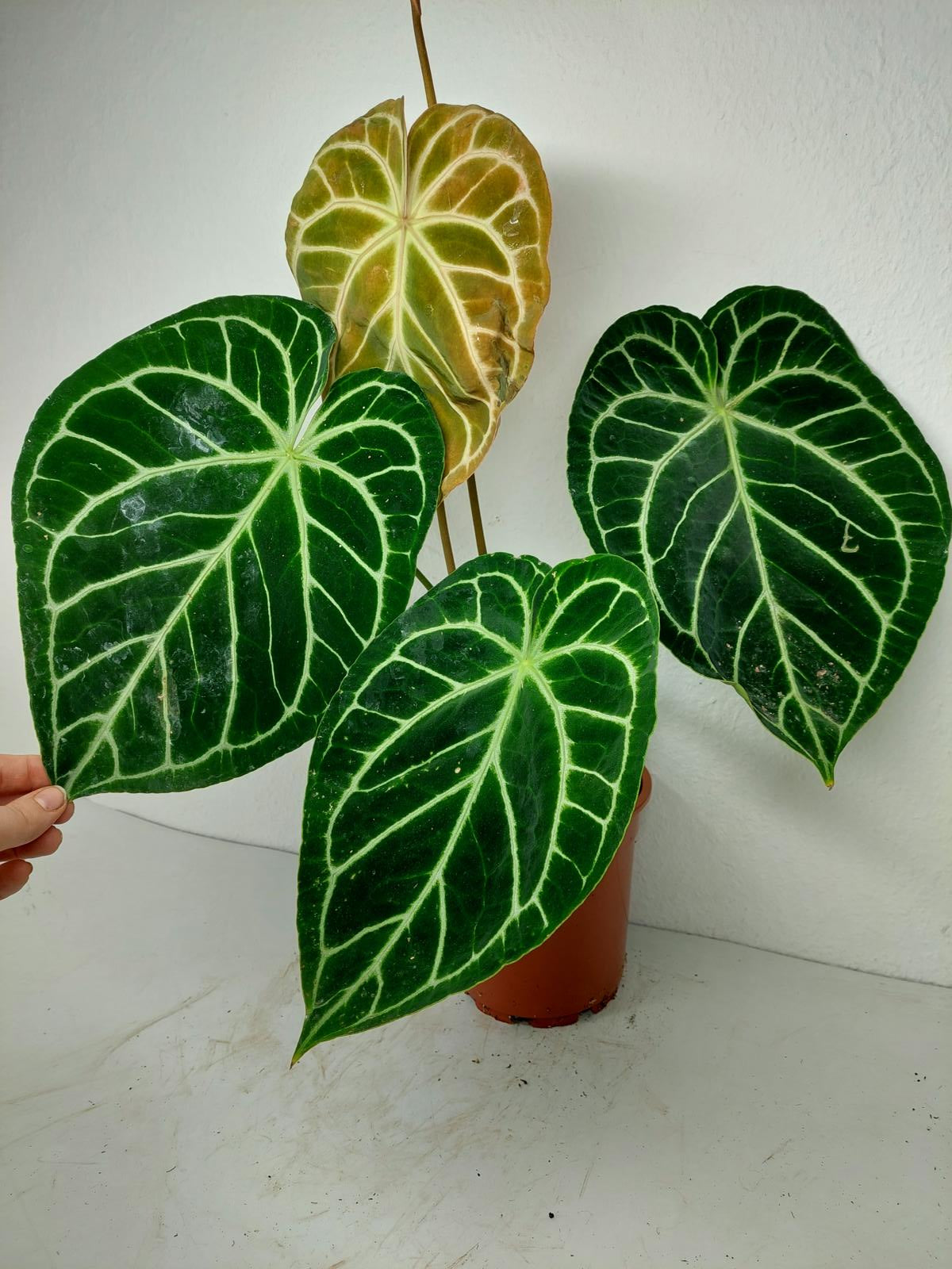 Anthurium Crystallinum Hybrid