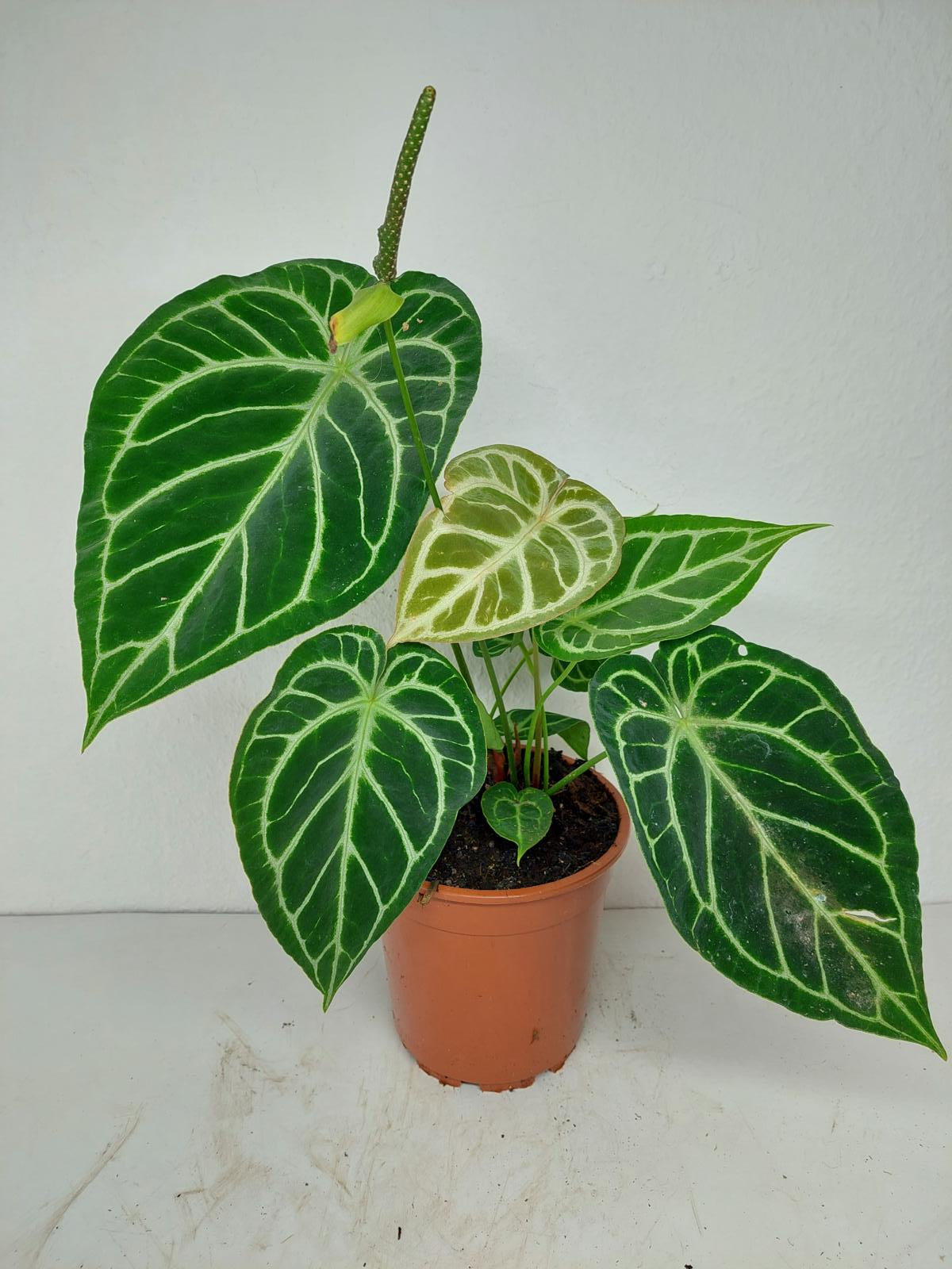 Anthurium Crystallinum Hybrid