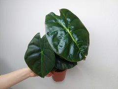Alocasia Golden Bone