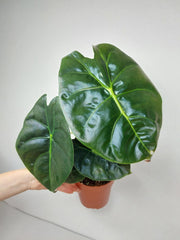 Alocasia Golden Bone