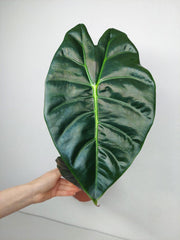 Alocasia Golden Bone