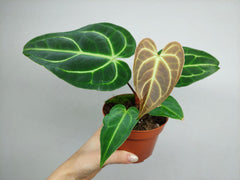 Anthurium Regale