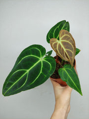 Anthurium Regale
