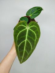 Anthurium Regale