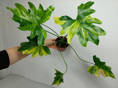 Thaumatophyllum Williamsii Aurea Variegata