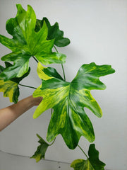 Thaumatophyllum Williamsii Aurea Variegata