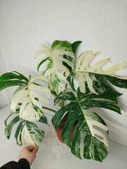 Monstera Variegata (zum aussuchen)