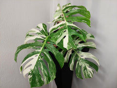 Monstera Variegata Adult