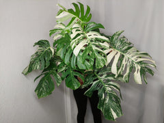 Monstera Variegata buschig