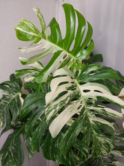 Monstera Variegata buschig