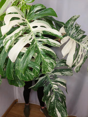 Monstera Variegata buschig