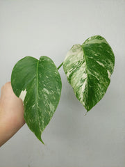 Monstera Variegata Steckling (zum aussuchen)