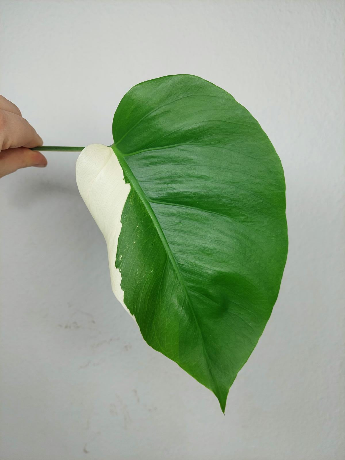 Monstera Variegata Steckling (zum aussuchen)