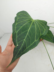 Anthurium Delta Force