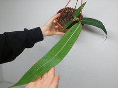 Anthurium Pallidiflorum