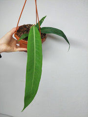 Anthurium Pallidiflorum