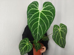 Anthurium Regale groß
