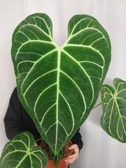 Anthurium Regale groß