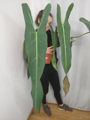 Philodendron Spiritus Sancti Adult
