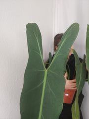 Philodendron Spiritus Sancti Adult