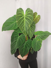 Philodendron Splendid buschig