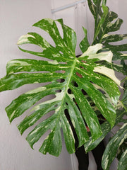 Monstera Thai Constellation XXL