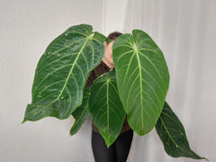 Anthurium Warocqueanum x Waterburyanum