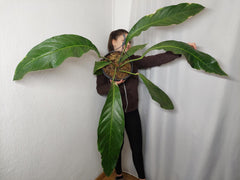 Anthurium Big Bill XXL