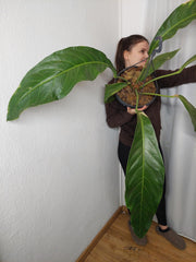 Anthurium Big Bill XXL