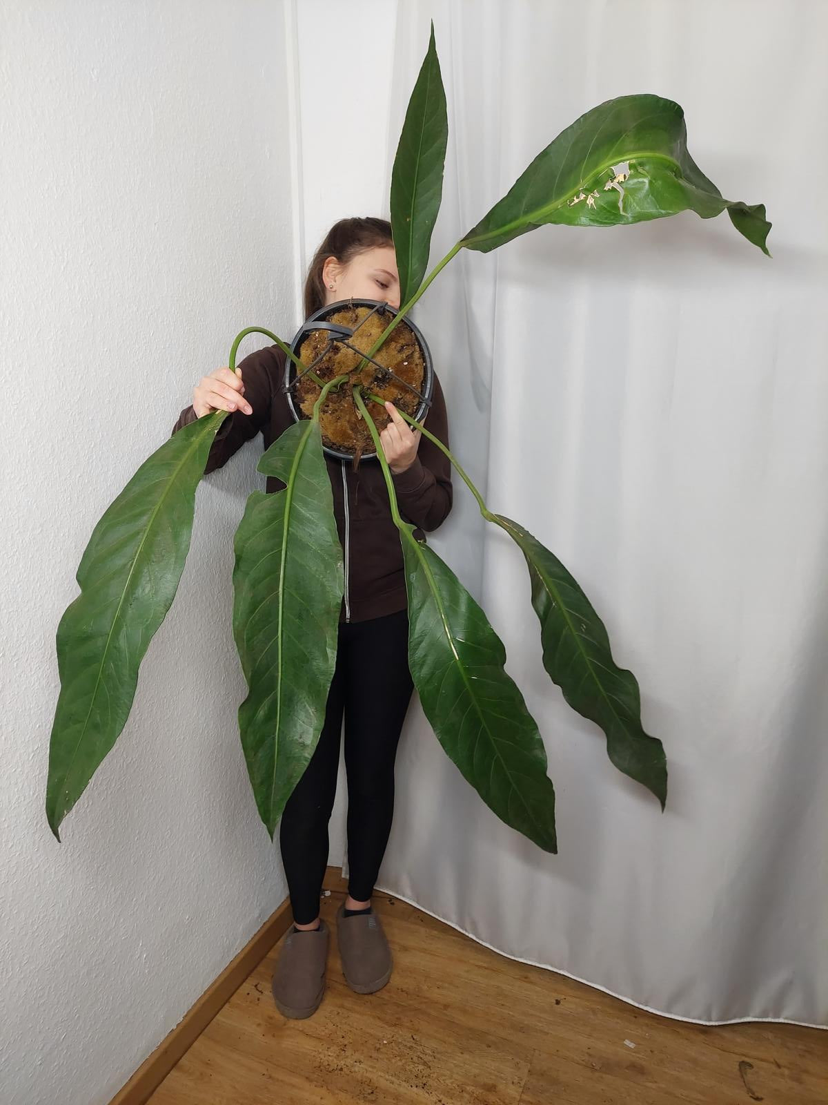 Anthurium Big Bill XXL
