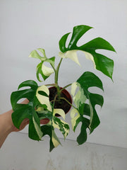 Monstera Minima / Raphidophora Tetrasperma Variegata (zum aussuchen)