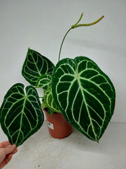 Anthurium Crystallinum Hybrid