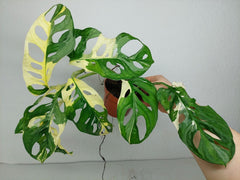 Monstera Adansonii Variegata