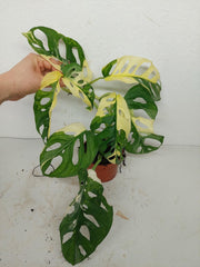 Monstera Adansonii Variegata