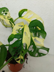 Monstera Adansonii Variegata